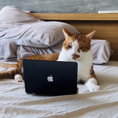 Laptops designed for cats - FLUX Inc - 004