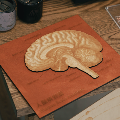 3d Human Anatomy Puzzle