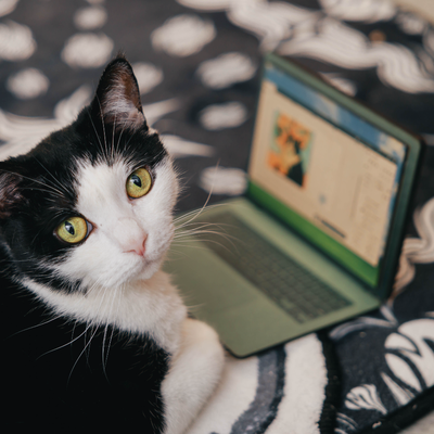Laptops designed for cats - FLUX Inc - 002