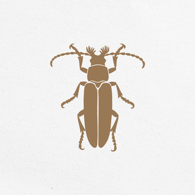 Insect pattern: beetle